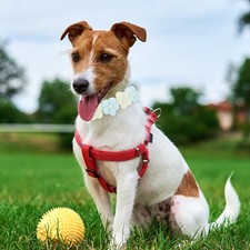  Collerette Chien Souple