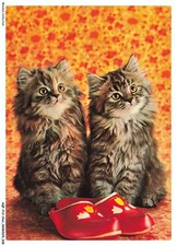 AQFP12-0822-CHAT - le regard - les sandales