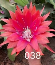 [TRES RARE] Epiphyllum 038 -