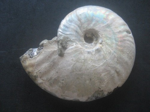 Fossile ammonite nacré - fossile, d'ammonite