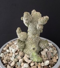 Cactus Pseudolithos  Caput-Viperae Caudex Succulente Plante 2