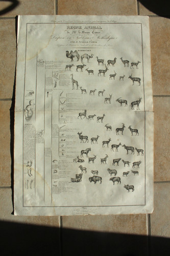 Mammifères ruminants - mammifères, :