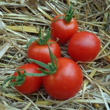 20 Graines de tomates précoce Glacier cultivées en permaculture