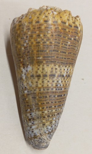 Conus - , (stephanoconus)