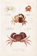 Eriphia spinifrons crabes - eriphia,