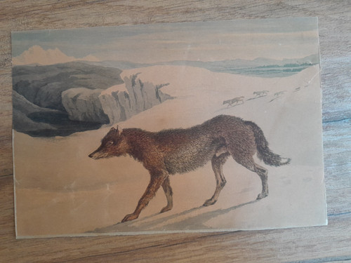 Dessin ancien 19ème - ancien, loup
