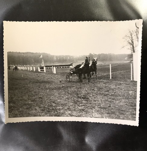 Photo cheval trotteur - trotteur, de