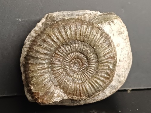 Ammonite dactylioceras commune - ammonite,