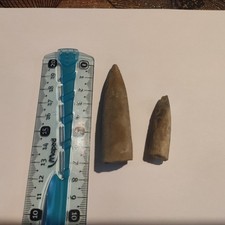 fossiles rostres de belemnite