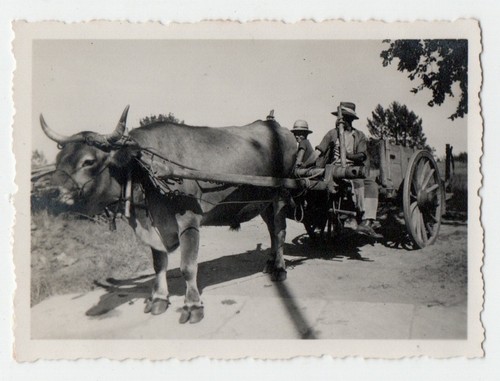 Photo tirage anonyme 1941 - anonyme,