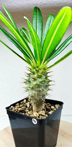 Pachypodium ambongense
