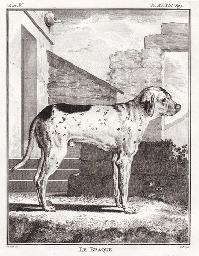Chien braque english - chien,