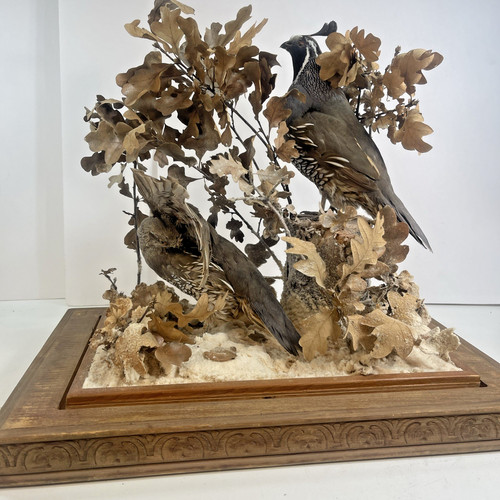 California quail taxidermy - california,