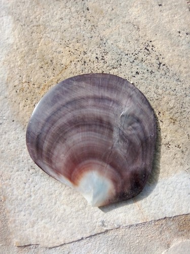 Nacre coquillage tahiti - coquillage, de
