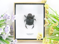 Giant Dung Beetle  -