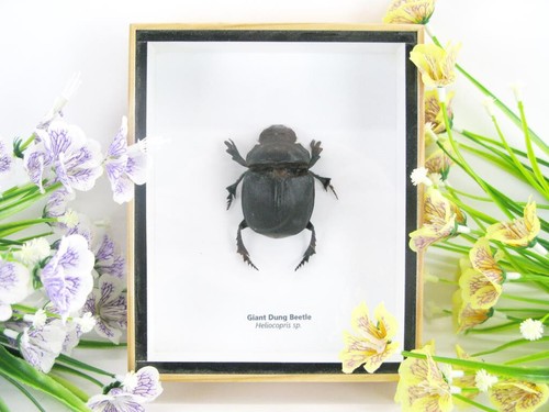 Giant dung beetle - giant,