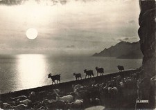 20 PORTO TROUPEAU DE CHEVRE