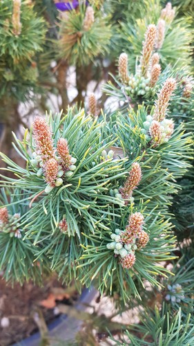 Pinus mugo mughus pin - pinus, 'mughus'