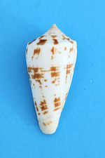 Conus collisus (Phasmoconus)