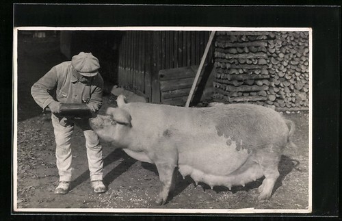 Carte postale photo - , paysan