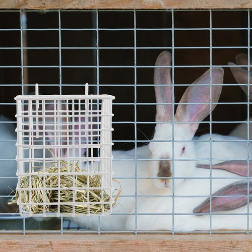Lapin mangeoire foin - mangeoire, À