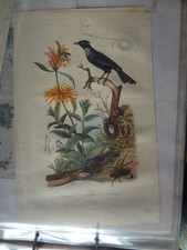 Gravure ancienne XIX Nature 