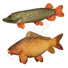 Peluche HECHT - CARPE Jouet En Peluche Poisson En Peluche 60cm