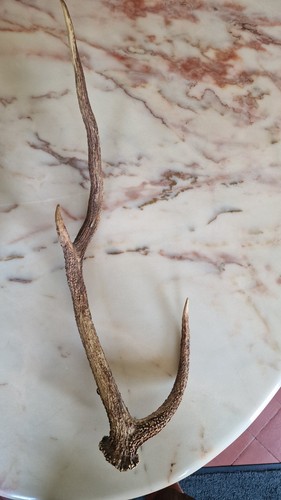 Bois cerf bras 70 - 70, cm