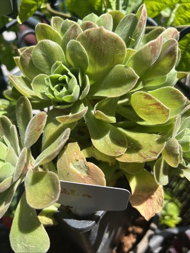 Aeonium goblin succulent - aeonium,