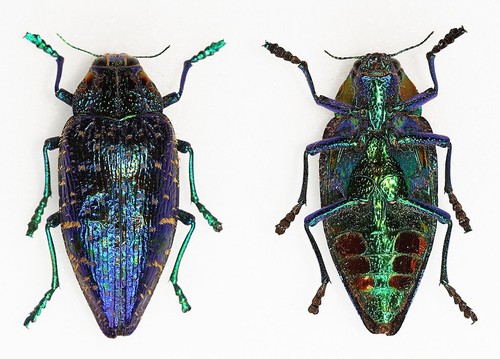 Buprestidae polybothris - -,
