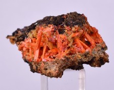 2.9cms GEM RED CROCOITE