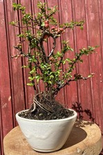 BONSAÏ COGNASSIER DU JAPON