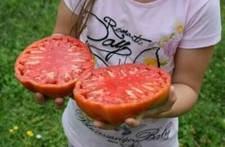 STEAK TOMATE GÉANTE - TOMATE