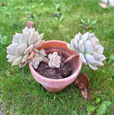 Graptoveria titubans easy - graptoveria,