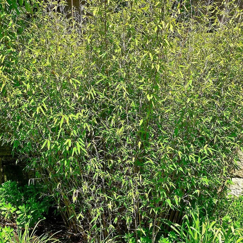 Fargesia nitida great wall - nitida, 'great