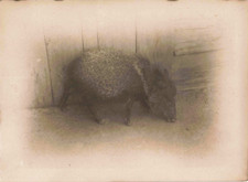 ANCIENNE PHOTOGRAPHIE ~1950 GUYANE LE PÉCARI DANS LA COUR