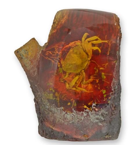 Fossile artificiel ambre - fossile, d'ambre