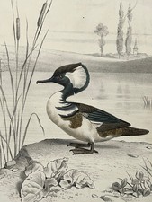 Edouard Travies HARLE COURONNE Oiseau LITHOGRAPHIE Animalia XIX°