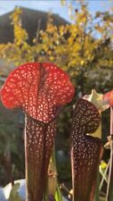 Graines De Sarracenia Mushroom