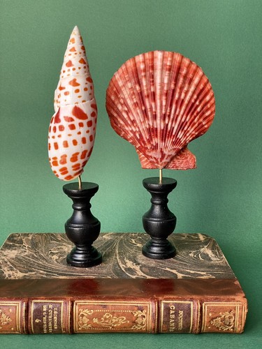 Deux coquillages sur - , socle