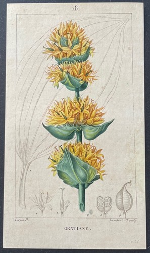 Flore médicale gentiane - médicale,