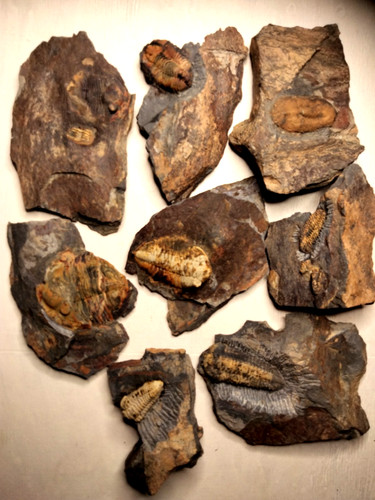Lot trilobites ordovicien - lot, de