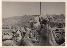 Libya, Gharyan, Two Dromedaries observe the Lens vintage silver print on Agfa pa
