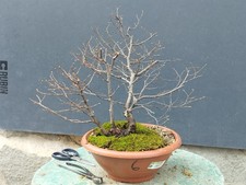 Bonsaï orme champêtre en pot 37 x 12 cm plante articulée arbre pré bonsaï orm...