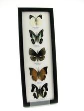 5 papillons - cadre exotiques
