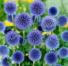 Graines d'Azurite,Oursin Bleu,Echinops ritro,fleurs bio,produits de mon jardin