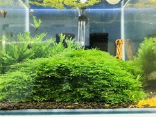 Mousse Aquarium  2 Portions Riccardia Chamedrifolia