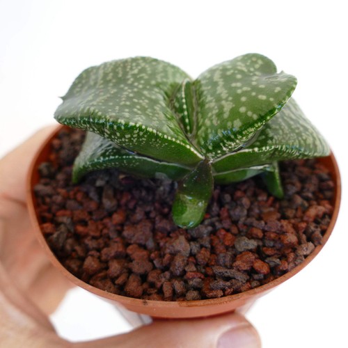 Gasteria armstrongii - , cv