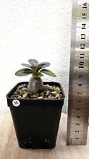 Adenium socotranum ➡️--VERY RARE SUCCULENT--CAUDEX--EUPHORBE