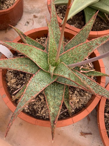 Aloe hybride cl2023 - aloe, cl2023.a